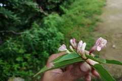 Lonicera lanceolata